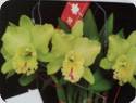 Rlc. Chief Green Breeze Green World